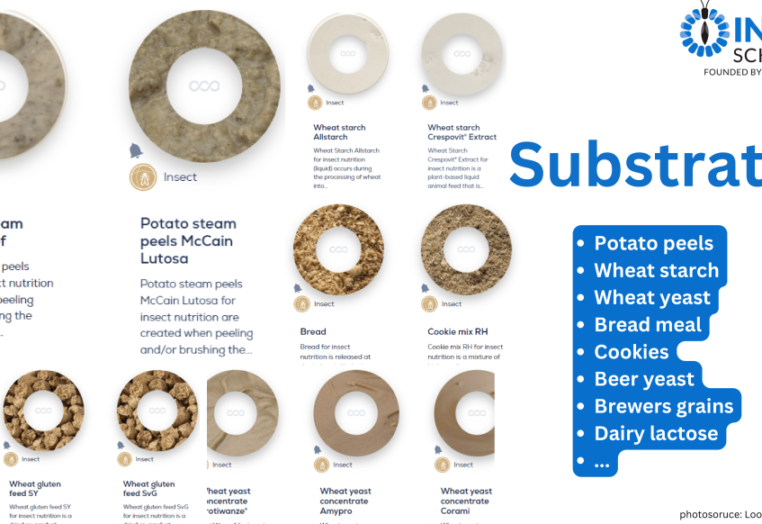 BSF substrates