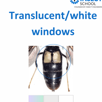 bsf white windows