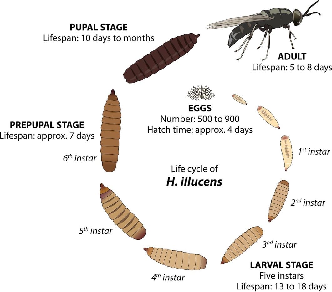 q-a-does-a-bsf-farm-create-a-smell-insect-school