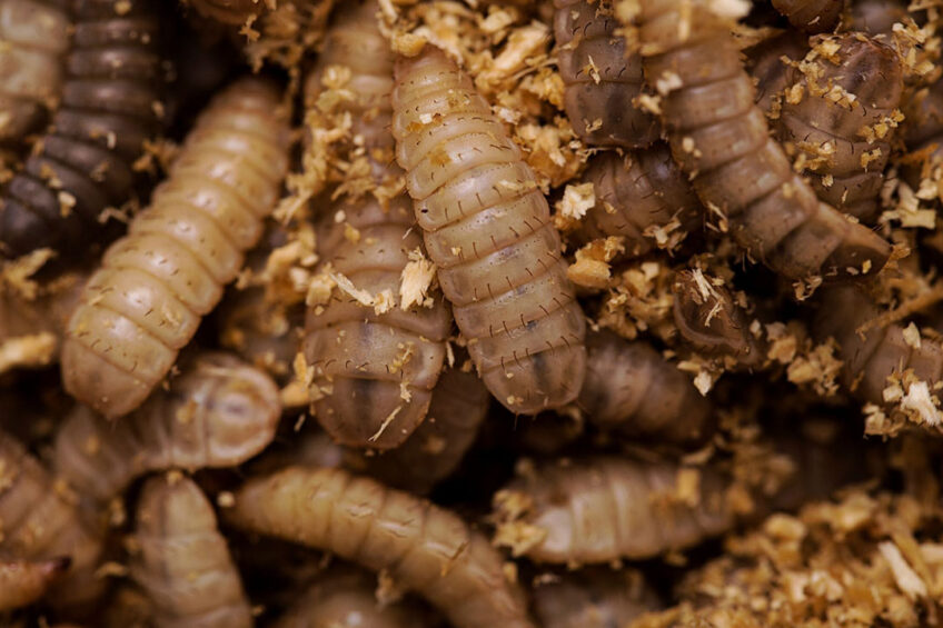 Role of insects in the circular economy has far reaching potential ...