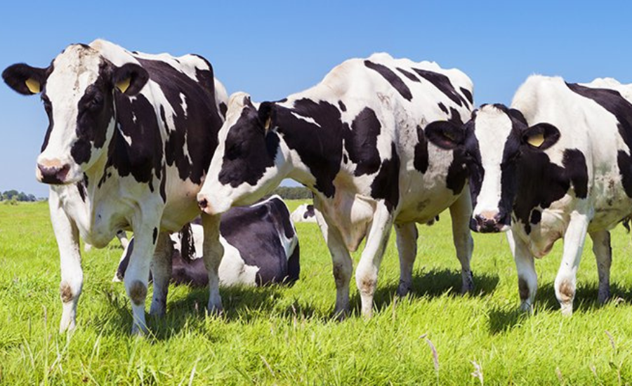 Livestock Feed - Insect School