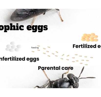 Trophic eggs