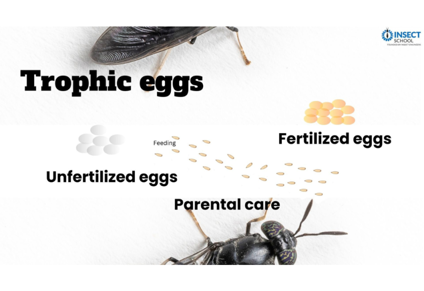 Trophic eggs